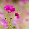 コスモス/ 秋桜