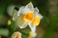 スイセン/ 水仙