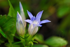 リンドウ/ 竜胆