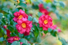 サザンカ/ 山茶花