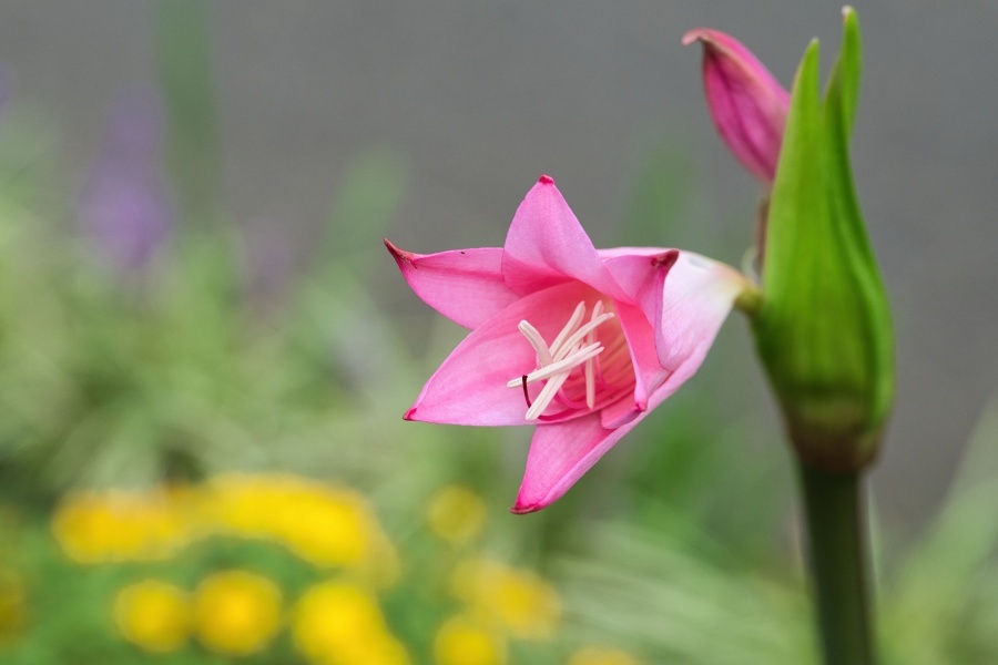 ナツズイセン/ 夏水仙