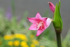 ナツズイセン/ 夏水仙