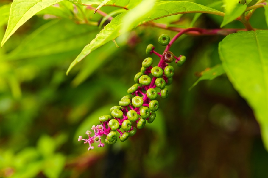 ヨウシュヤマゴボウ/ 洋種山牛蒡