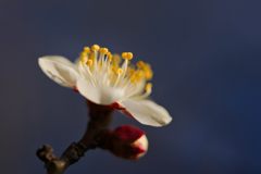 ハクバイ/ 白梅