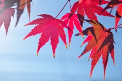 モミジ/ 紅葉
