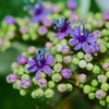 ガクアジサイ/ 額紫陽花
