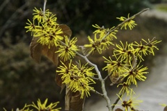 シナマンサク/ 支那満作