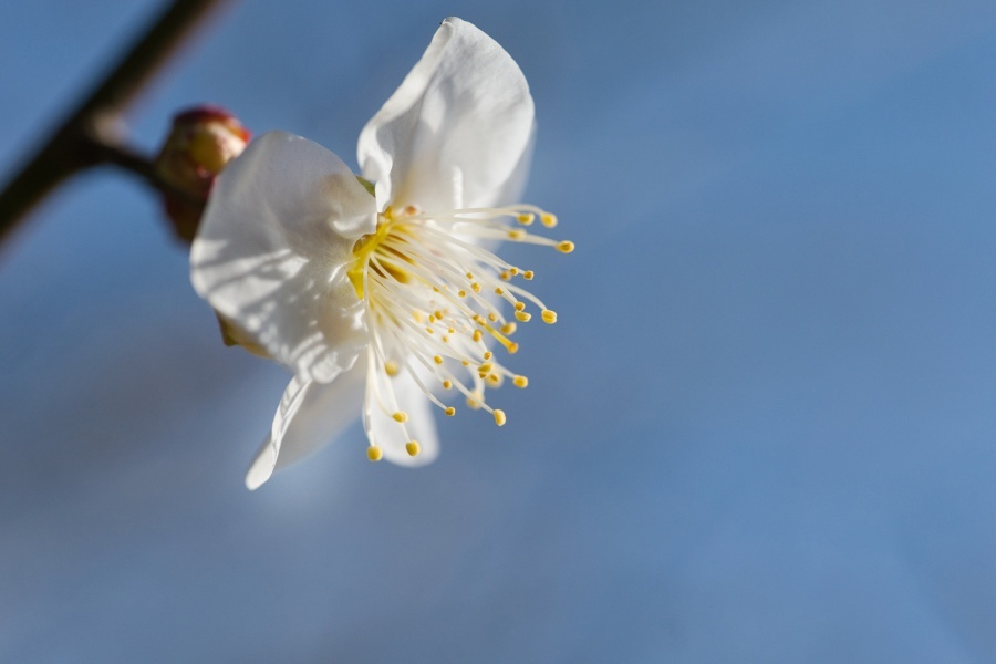 ハクバイ/ 白梅