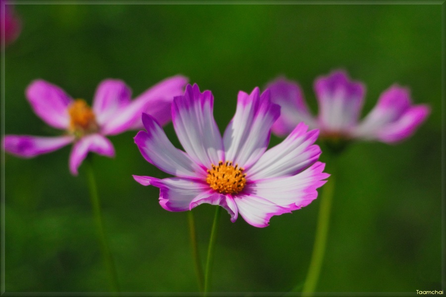 コスモス/ 秋桜