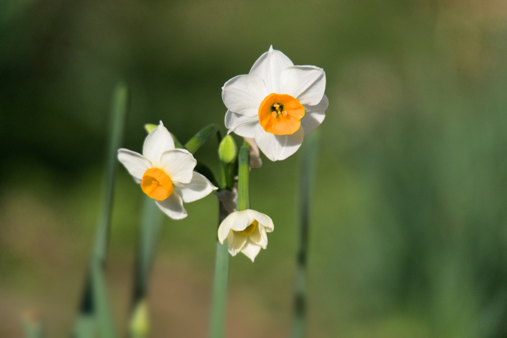 スイセン/ 水仙