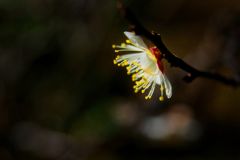 ハクバイ/ 白梅