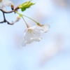 ソメイヨシノ/ 染井吉野