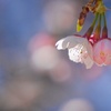 オオカンザクラ/ 大寒桜