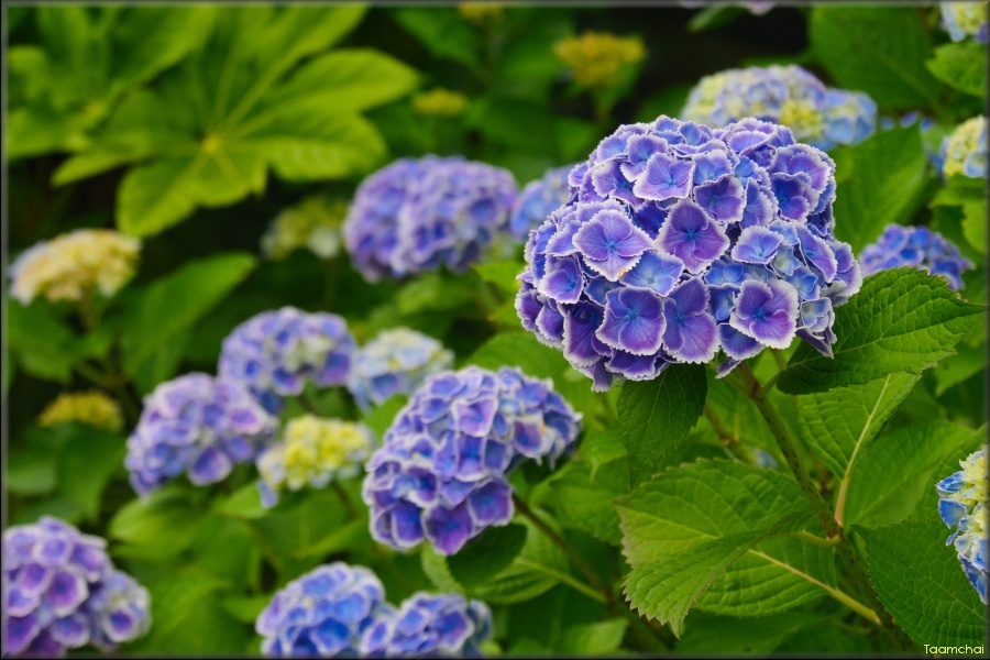 アジサイ/ 紫陽花