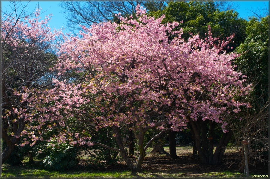 カワヅザクラ/ 河津桜