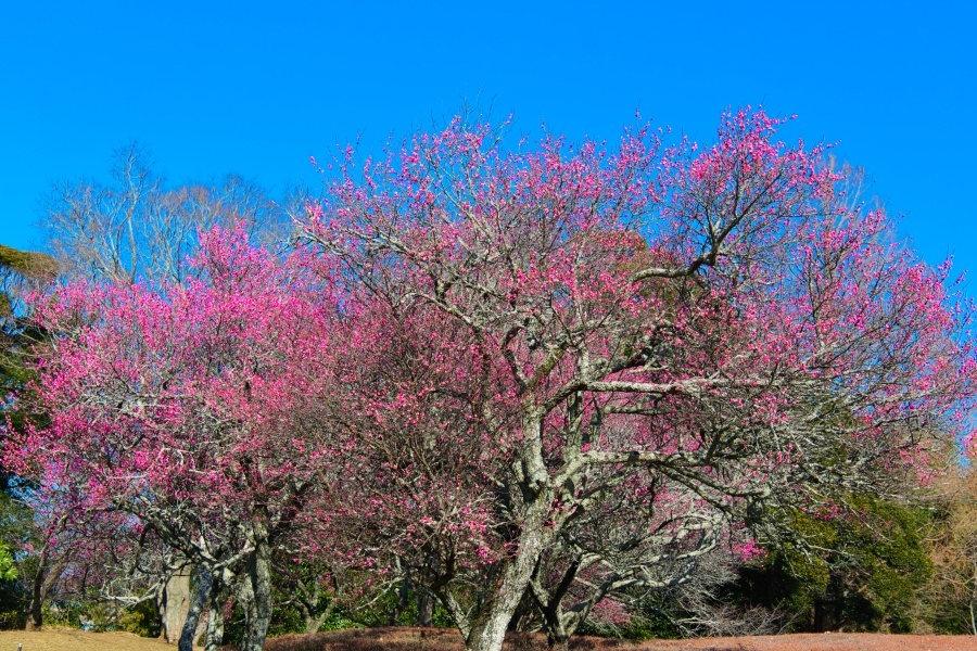 コウバイ/ 紅梅