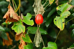 カラスウリ/ 烏瓜