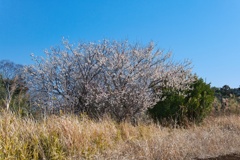 ハクバイ/ 白梅