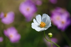 コスモス/ 秋桜