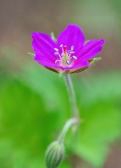 ゲンノショウコ/ 現の証拠