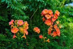 ノウゼンカズラ/ 凌霄花