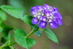 アジサイ/ 紫陽花