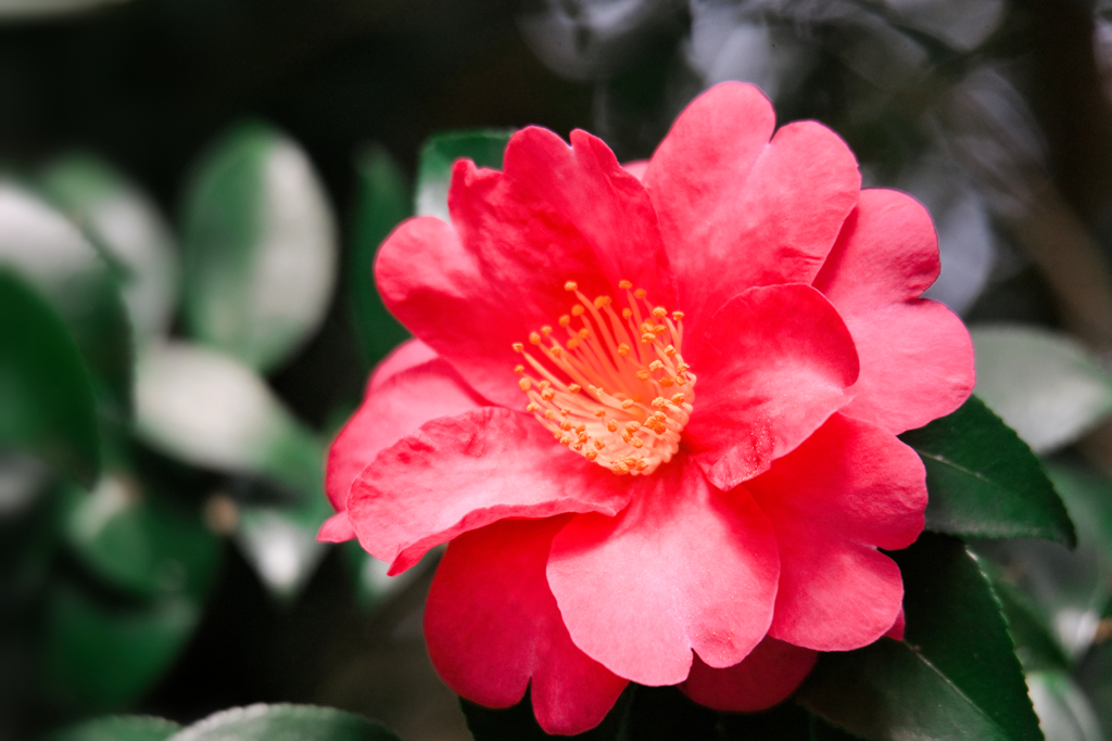 サザンカ/ 山茶花