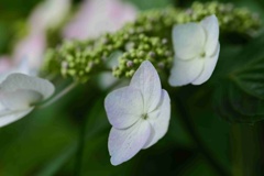 ガクアジサイ/ 額紫陽花