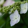 ガクアジサイ/ 額紫陽花