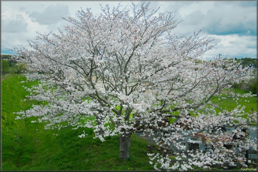 サクラ/ 桜