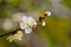 ハクバイ/ 白梅