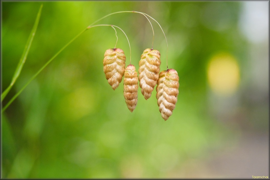 コバンソウ/ 小判草