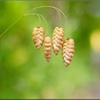 コバンソウ/ 小判草