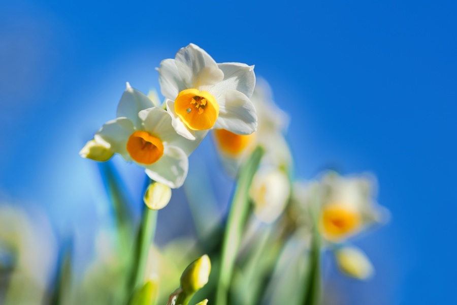 スイセン/ 水仙