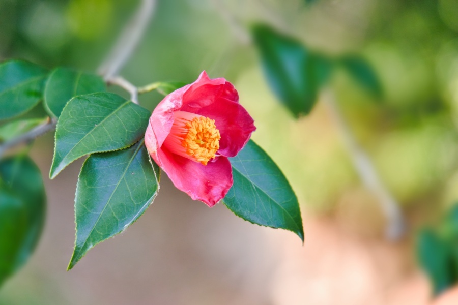 ヤブツバキ/ 藪椿