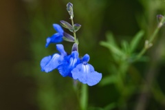 サルビア・アズレア