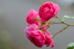 バラ/ 薔薇