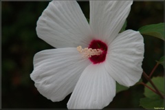 F2407-0025-americafuyou-1lne