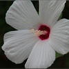 F2407-0025-americafuyou-1lne