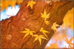 モミジ/ 紅葉