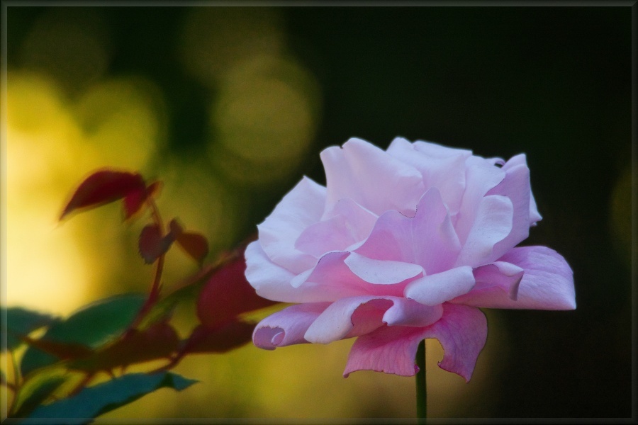バラ/ 薔薇
