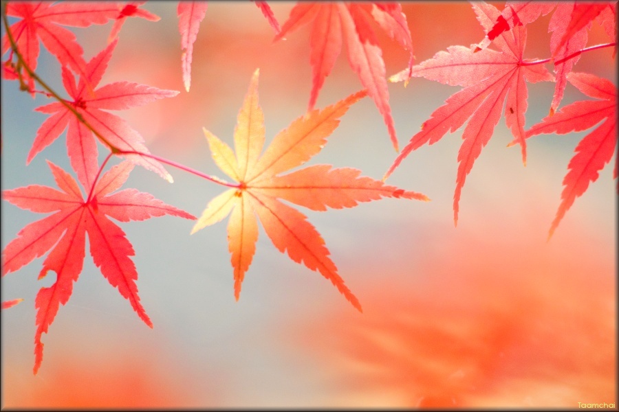 モミジ/ 紅葉