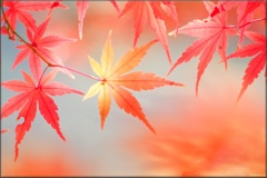 モミジ/ 紅葉