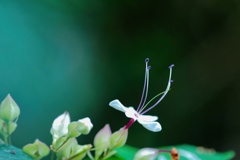 クサギ/ 臭木