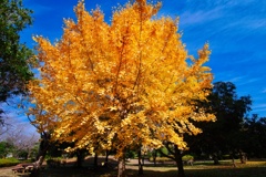 イチョウ/ 銀杏