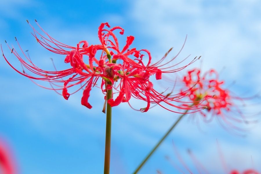 ヒガンバナ/ 彼岸花