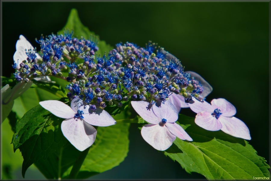ガクアジサイ/ 額紫陽花