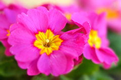 プリムラ・ジュリアン