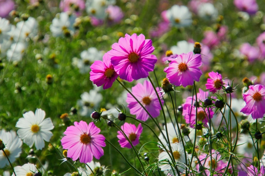 コスモス/ 秋桜