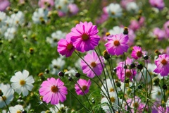 コスモス/ 秋桜